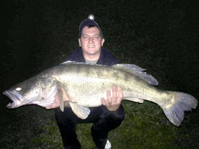 Zander