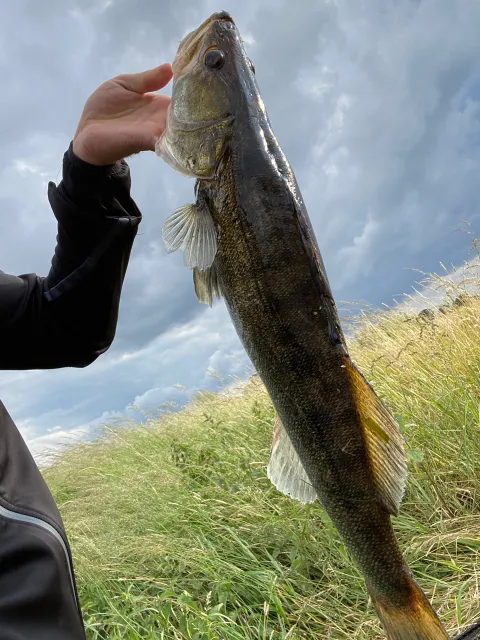 Zander