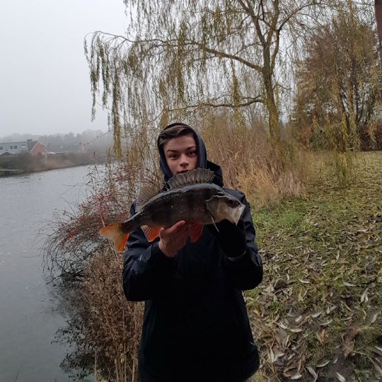 Flussbarsch