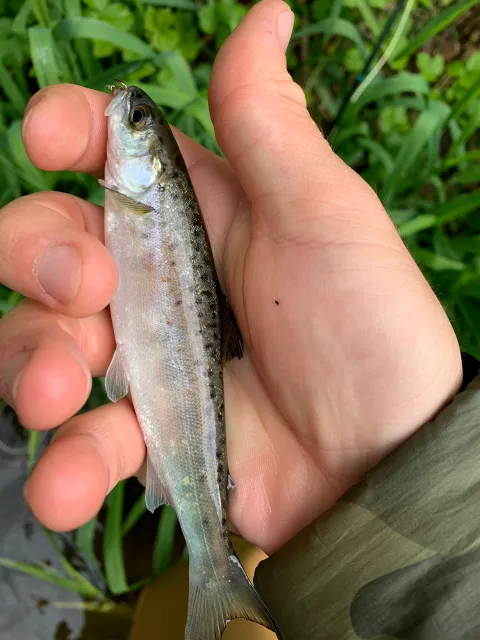 Lachs