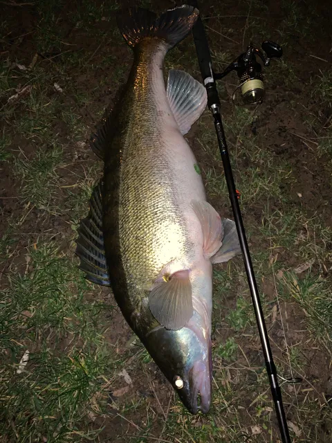 Zander