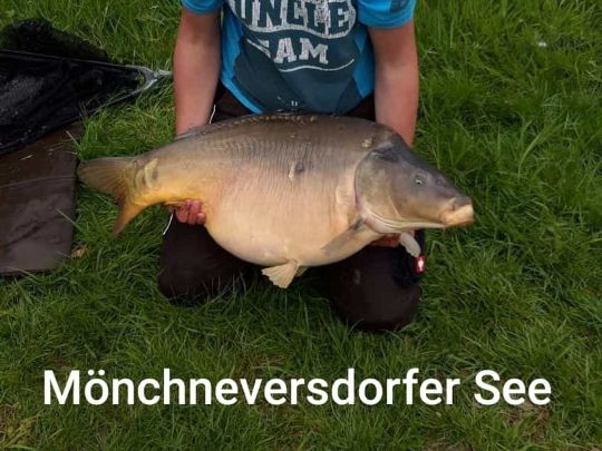 Karpfen