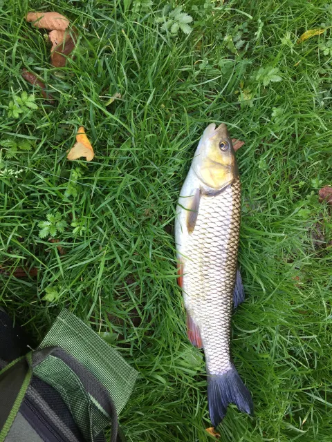 Döbel