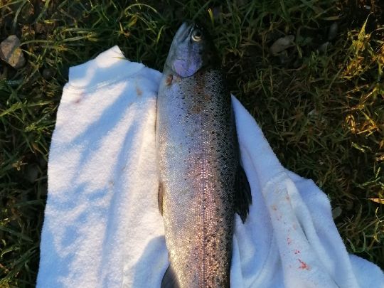 Regenbogenforelle