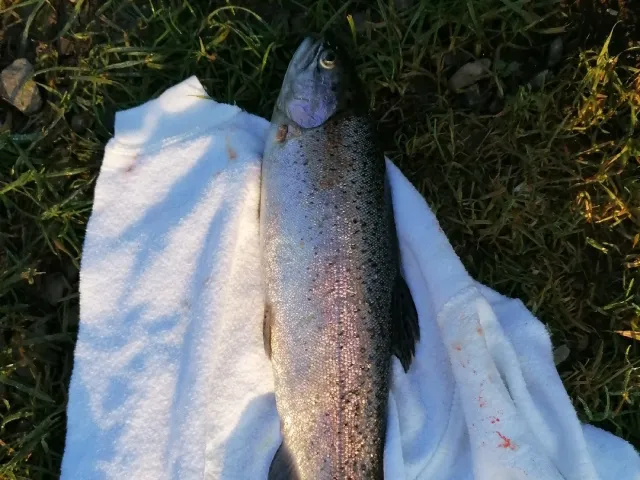Regenbogenforelle