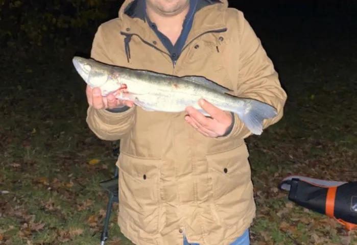 Zander