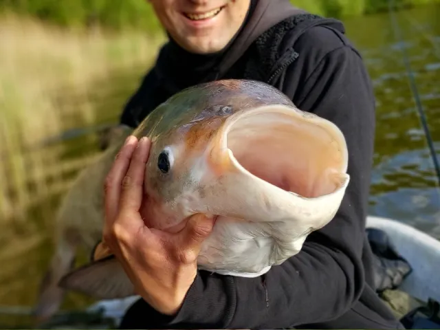 Marmorkarpfen