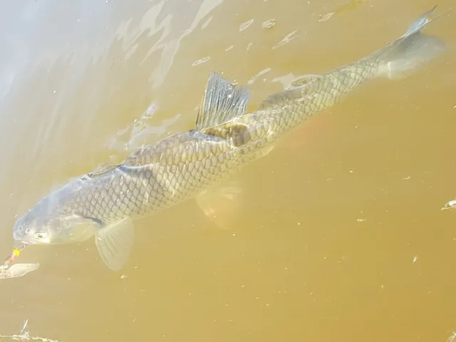 Döbel