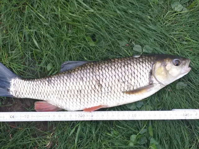 Döbel