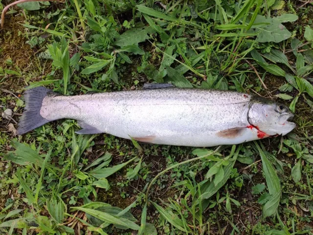 Regenbogenforelle