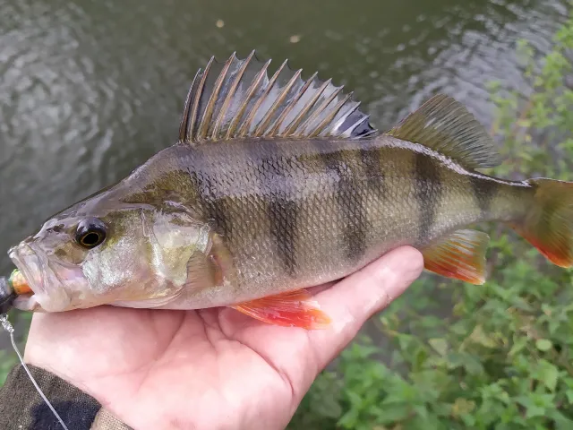 Flussbarsch