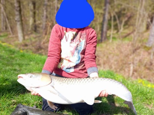 Graskarpfen