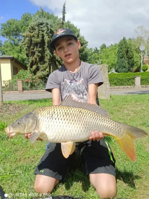 Karpfen