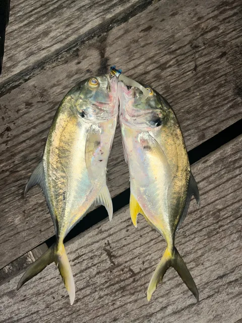 Amberjack