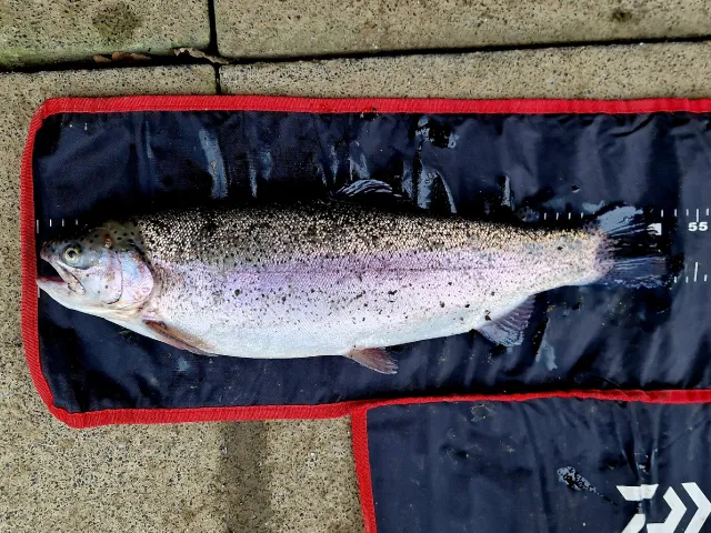 Regenbogenforelle