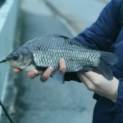 Giebel