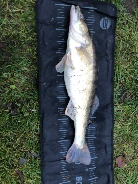 Zander