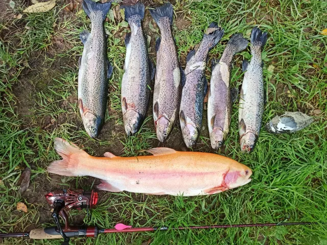 Regenbogenforelle