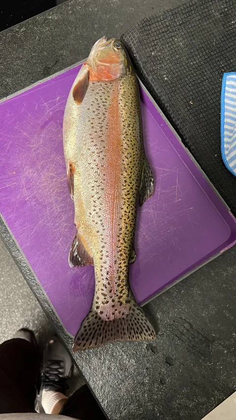 Regenbogenforelle