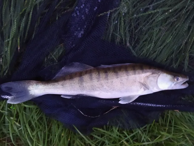Zander