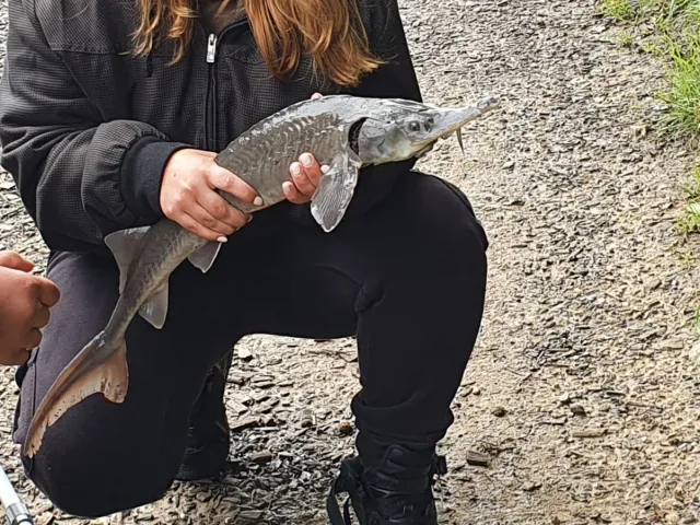 Stör