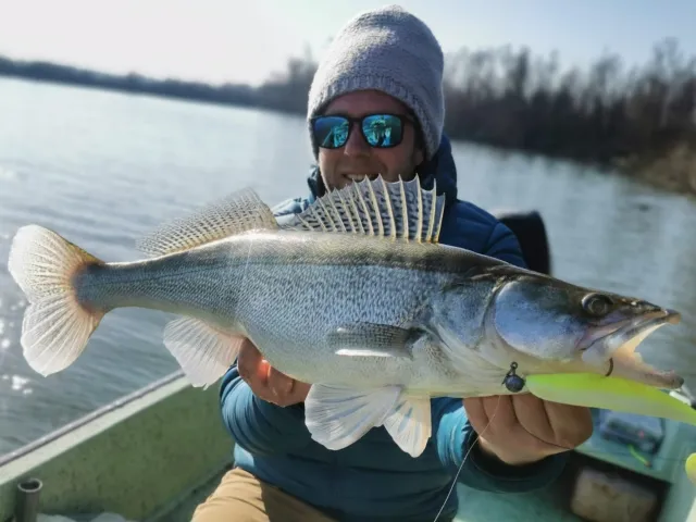 Zander