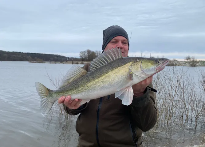 Zander