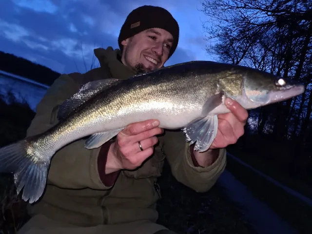 Zander