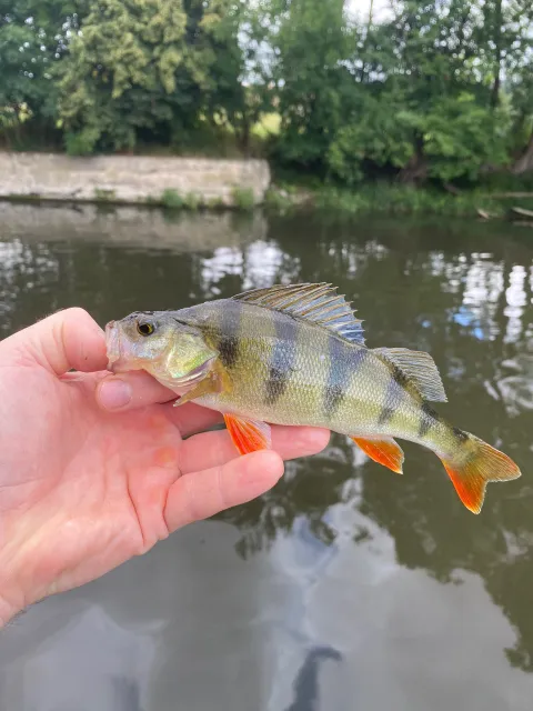 Flussbarsch