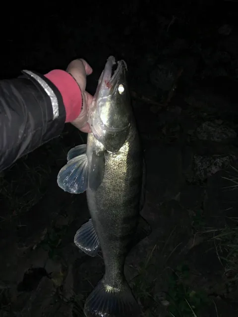 Zander