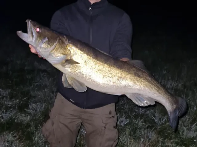 Zander