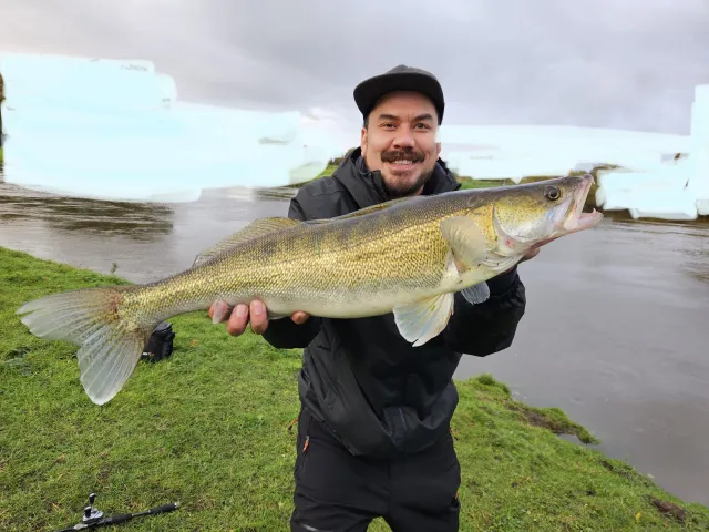 Zander