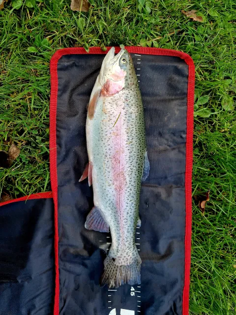 Regenbogenforelle