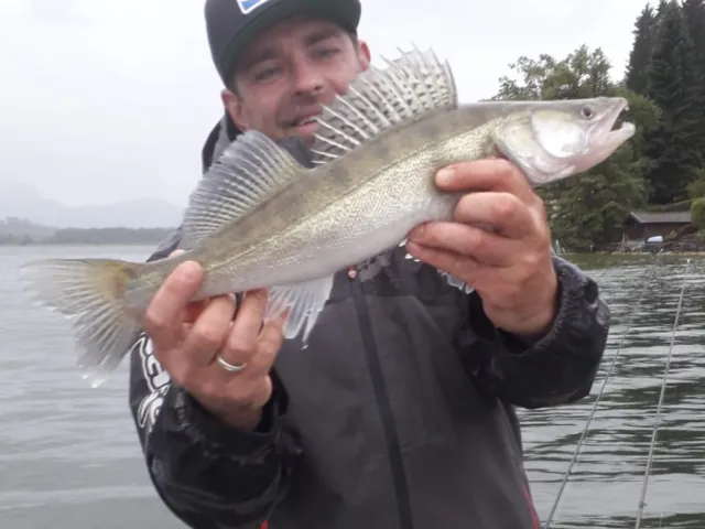 Zander