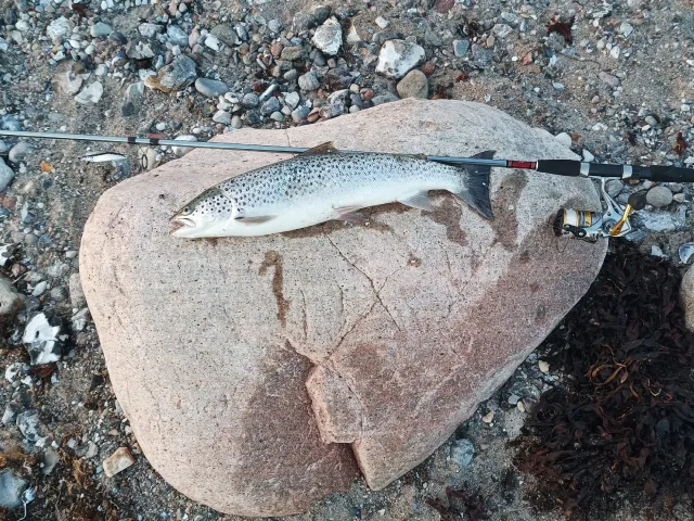 Meerforelle
