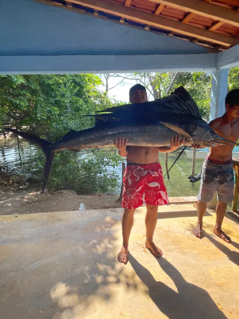 Marlin