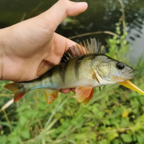 Flussbarsch