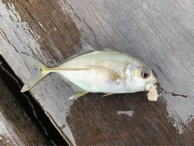 Amberjack