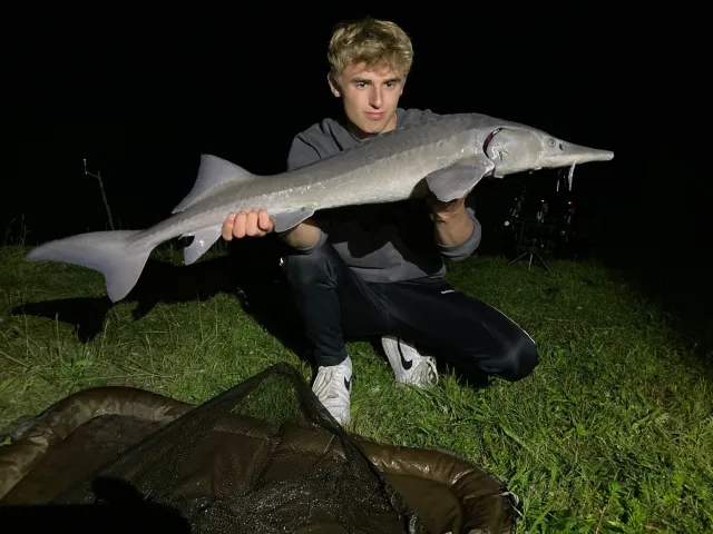 Stör