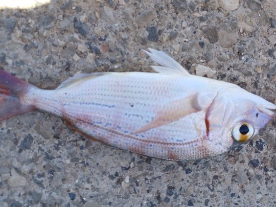 Dorade