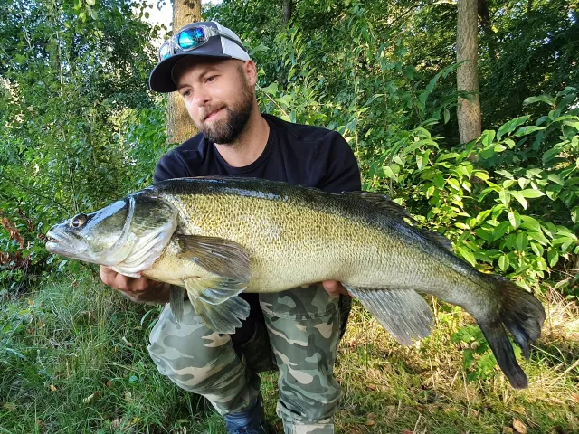 Zander