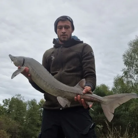Stör