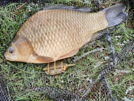 Kirchteich (Halle) ALLE ANGELN