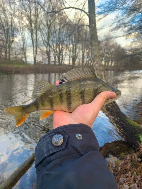 Flussbarsch
