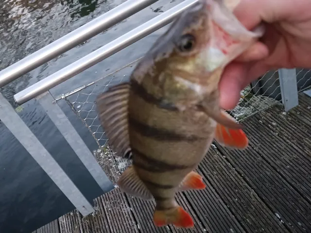 Flussbarsch