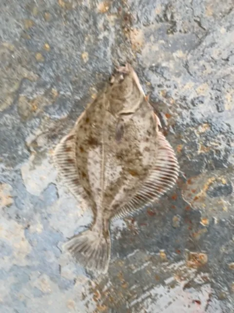 Flunder