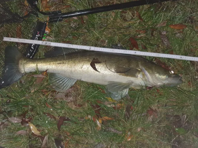 Zander
