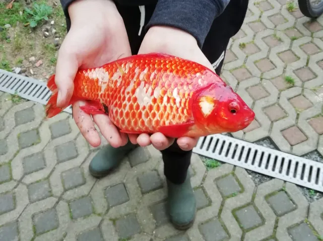 Karausche
