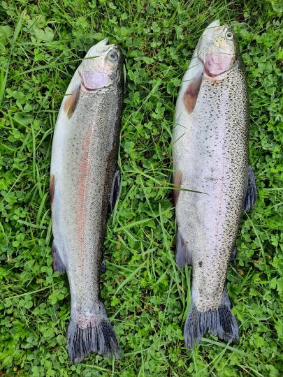 Regenbogenforelle