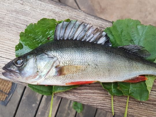 Flussbarsch